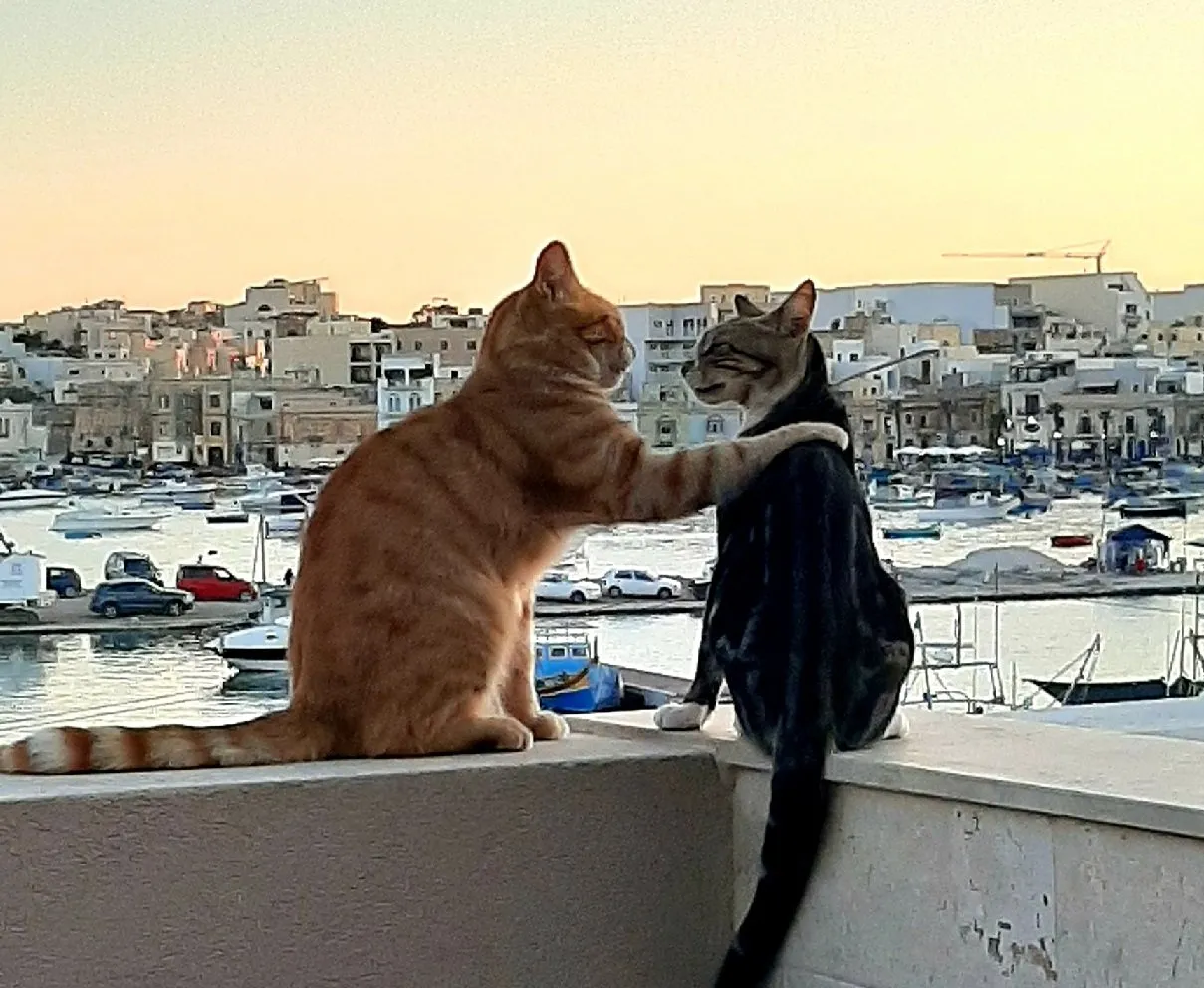 maltese cats 1