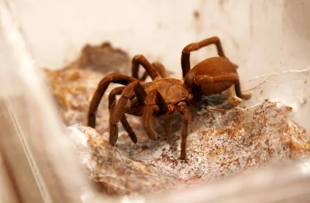 man in singapore heeft 98 tarantulas in huis1533195851