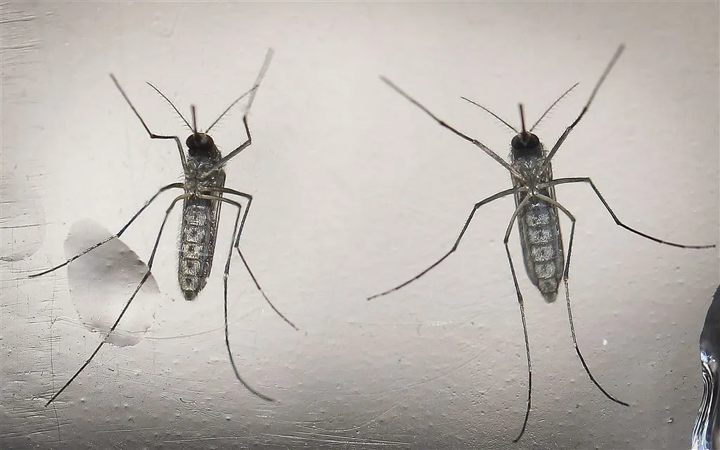 muggenradar voorspelt overlast muggen1467195865