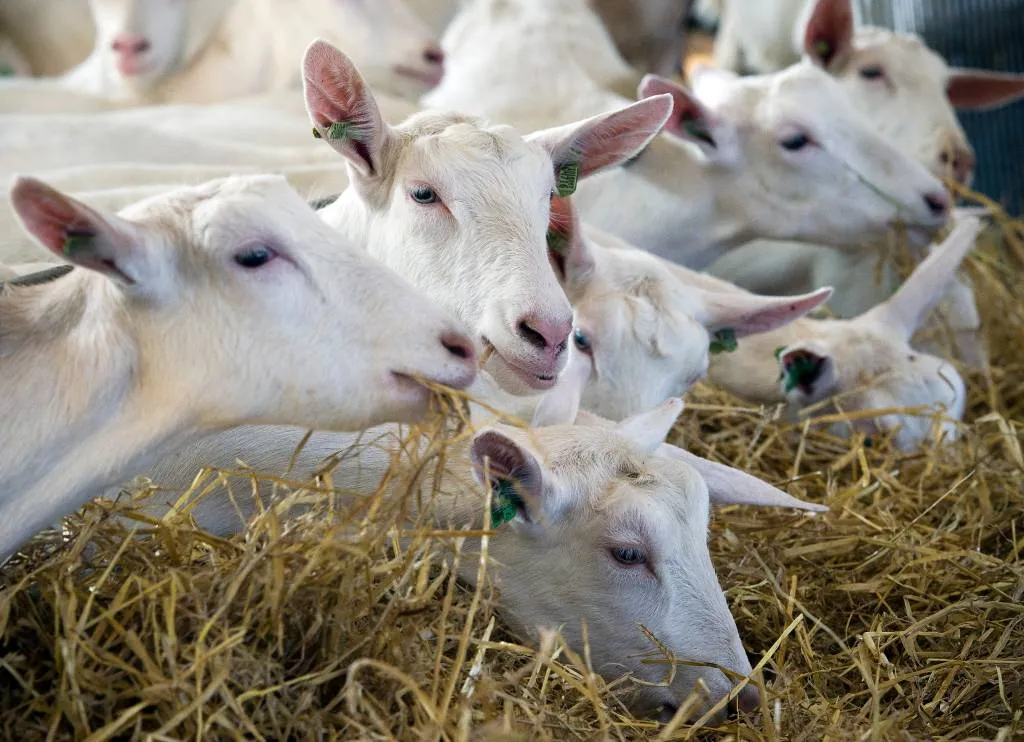 nederland telt recordaantal geiten1542673944