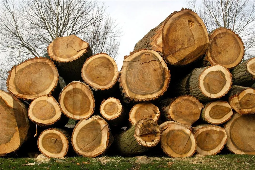 nederland voert nog volop illegaal hout in1418105540
