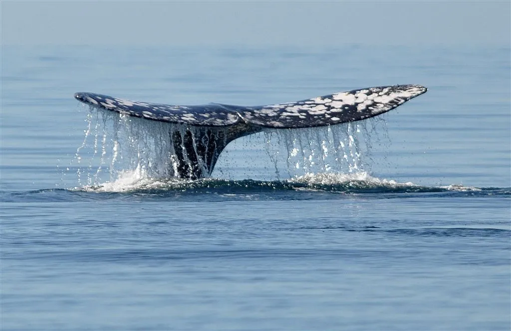 noren doden recordaantal walvissen1406802727