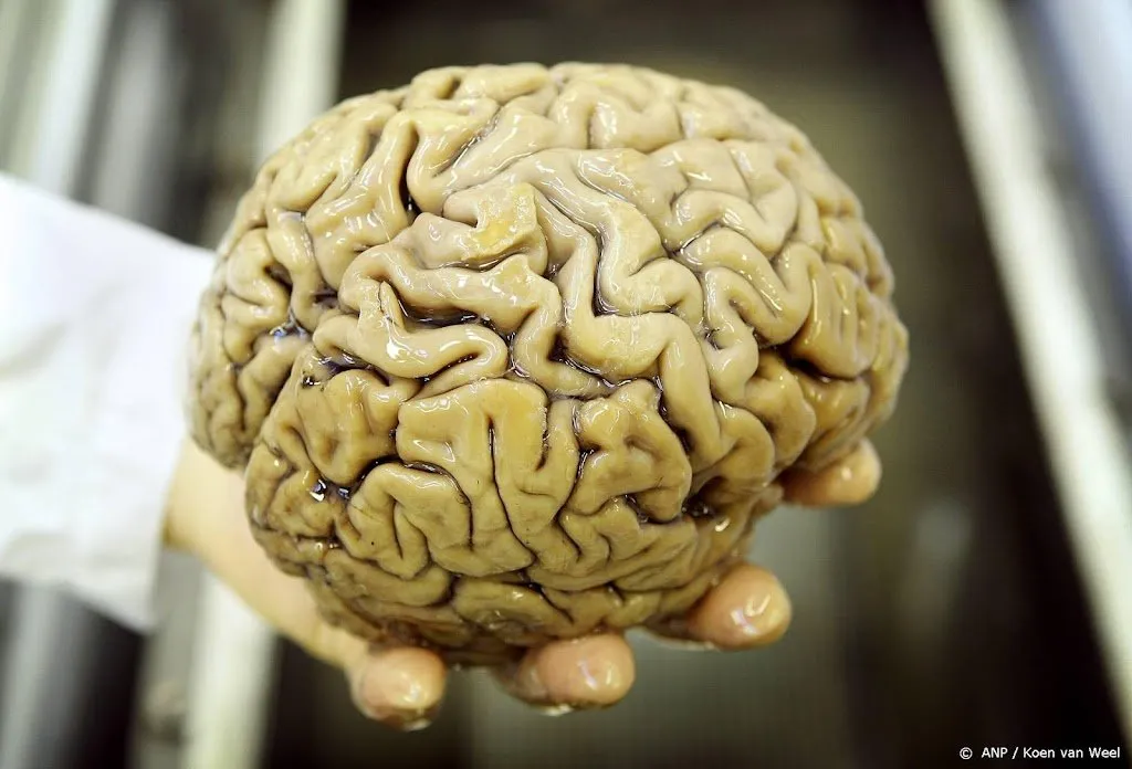 onderzoek klein gebiedje in brein kan alzheimer vroeg aantonen1633004987