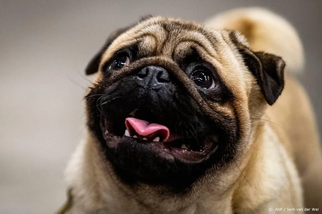 onderzoekers ook honden kunnen huilen van geluk1661167247
