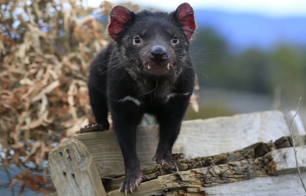 onderzoekers vinden gezonde tasmaanse duivels1524955456