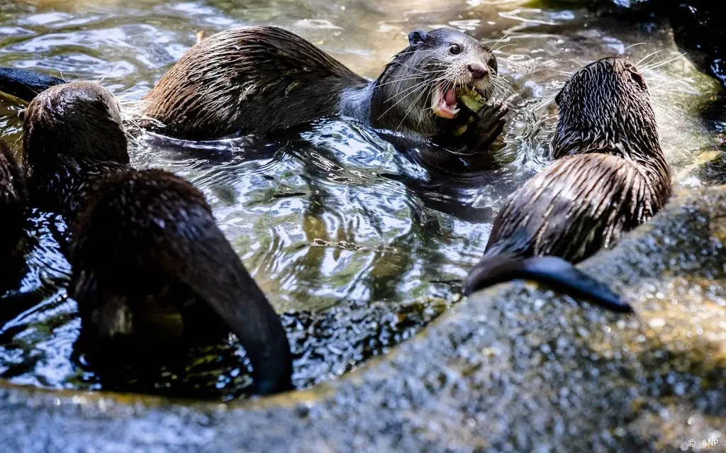 otters in amerikaans aquarium hebben corona1618803609