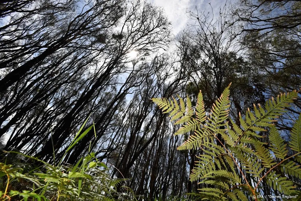 overvloed aan regen verwacht in australische bosbrandgebieden1579084593