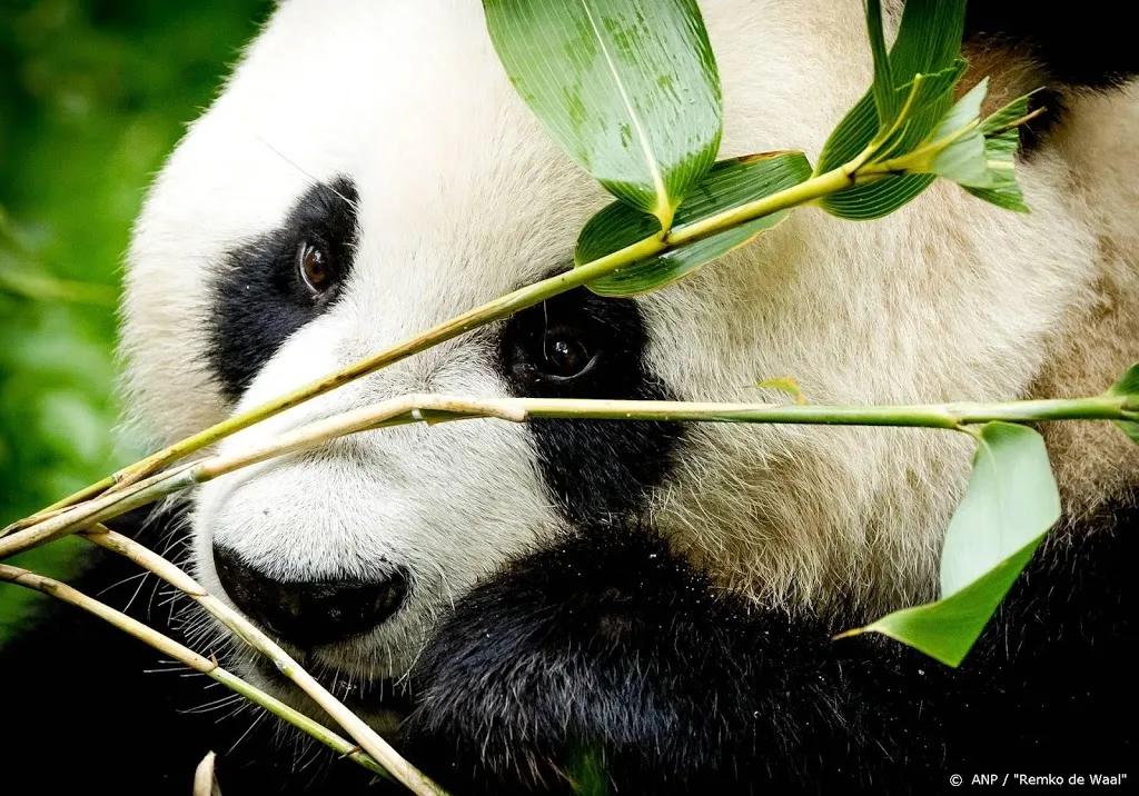 pandas ouwehands hebben voor het eerst gepaard1579533125