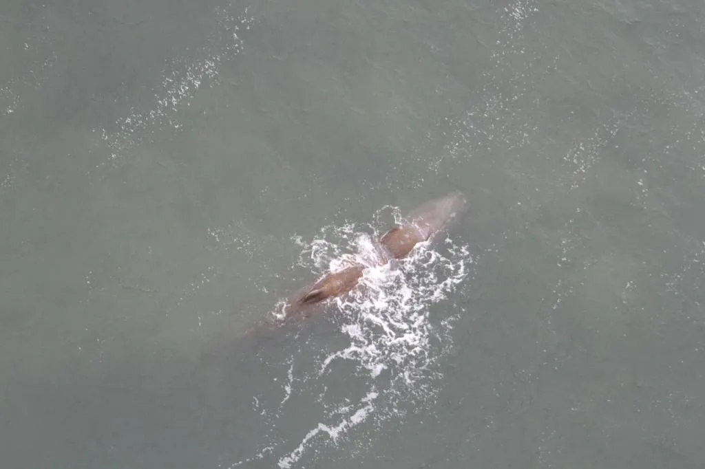 potvis sterft natuurlijke dood op zee1530036971