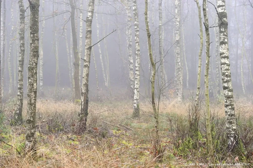 restanten van bos van 385 miljoen jaar oud gevonden1577330431