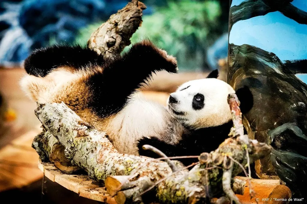 reuzenpanda wu wen in ouwehands dierenpark bevallen1588410259