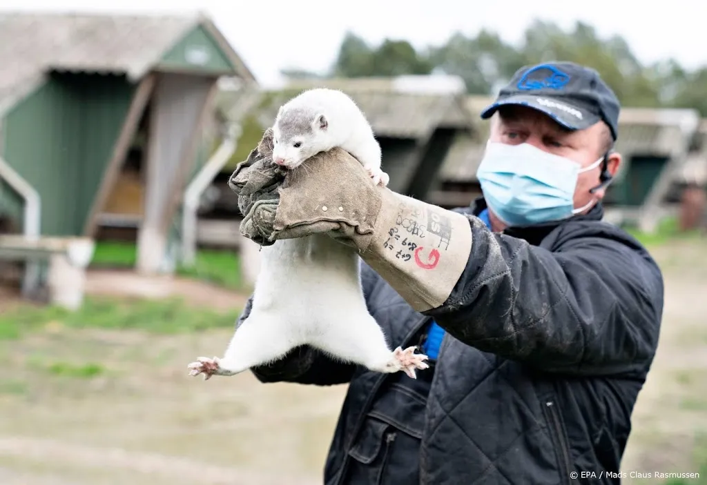 ruim 200 mensen besmet met gemuteerd coronavirus in denemarken1604662333