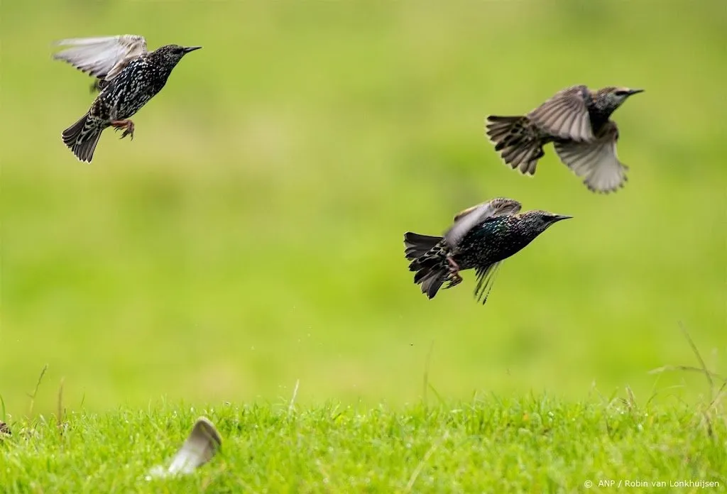 ruim 340 000 vogels gespot bij vogeltelling spreeuw bovenaan1696092285