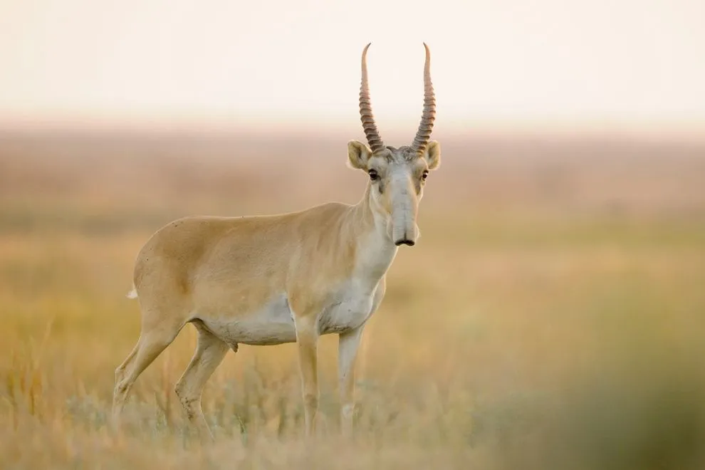 saiga deer elephantine deer