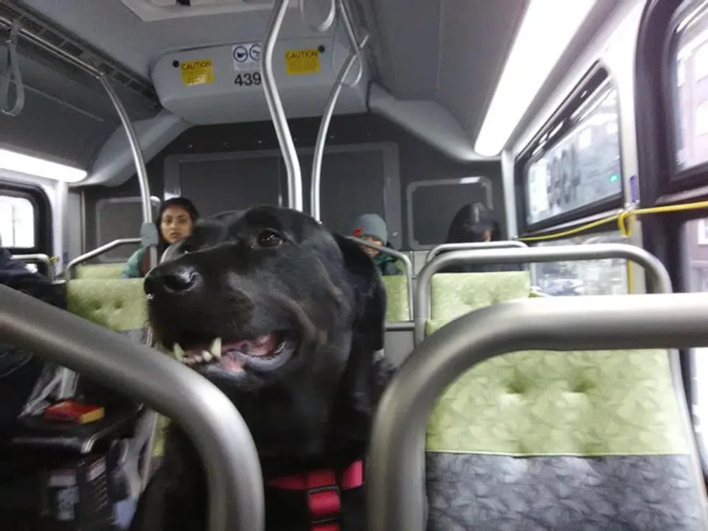 seattle bus riding dog eclipse 5e2ab30a35db5 700