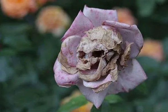 skull rose optical illusion
