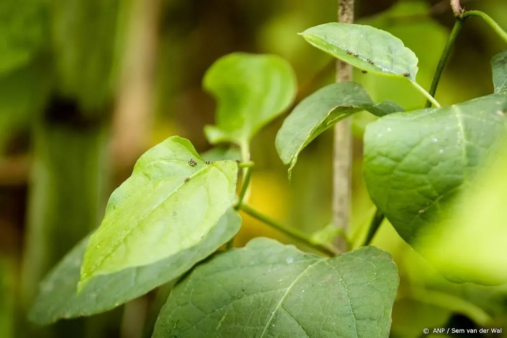 steeds meer meldingen van probleemplant japanse duizendknoop1654572769