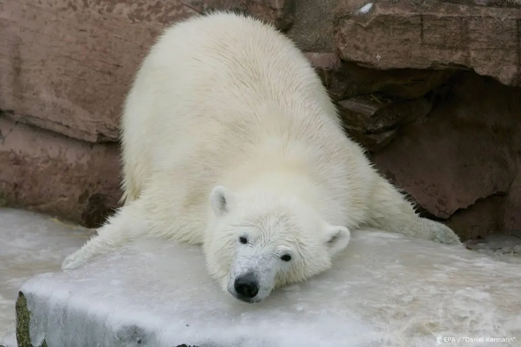studie ijsberen kunnen al voor het jaar 2100 uitsterven1595262967