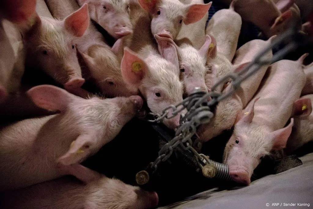 tienduizenden britse varkens niet geslacht door personeelstekort1632215299