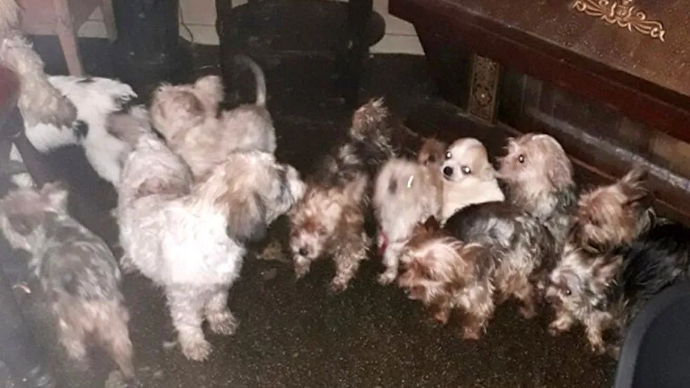 tientallen verwaarloosde honden uit huis in twente gehaald foto inspectiedienst lid