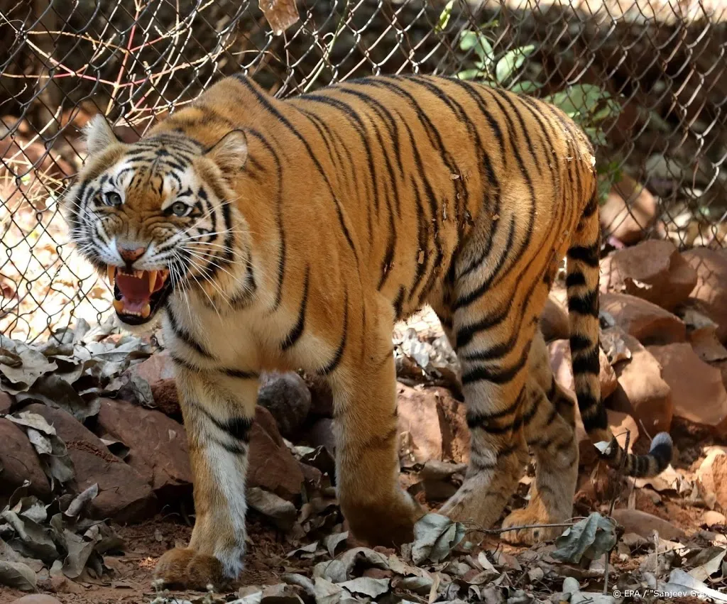 tijger in dierentuin new york heeft coronavirus1586132883