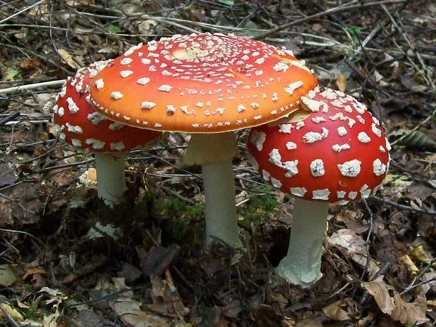 toadstool fly agaric magic mushroom 2