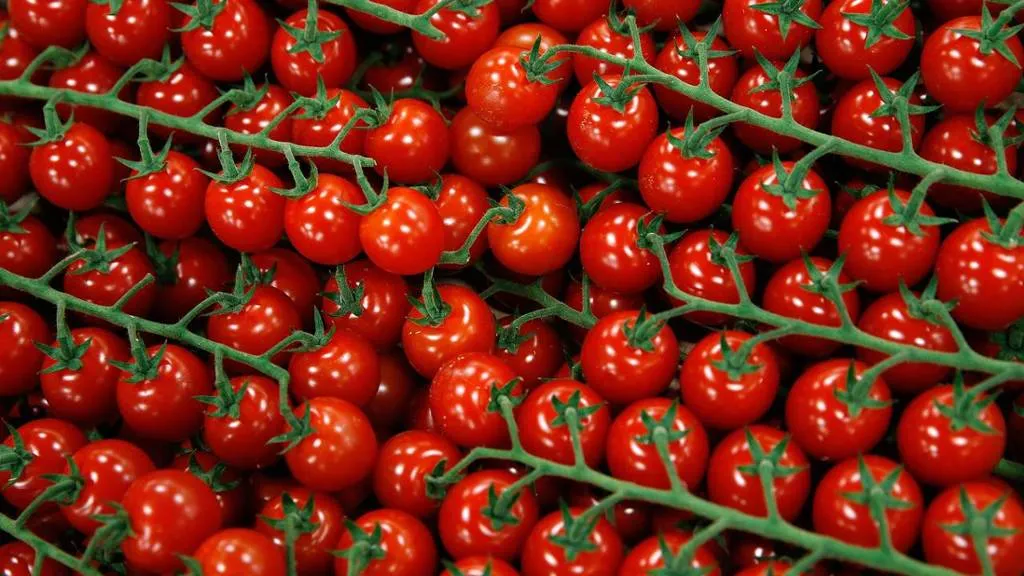 tomaat anp