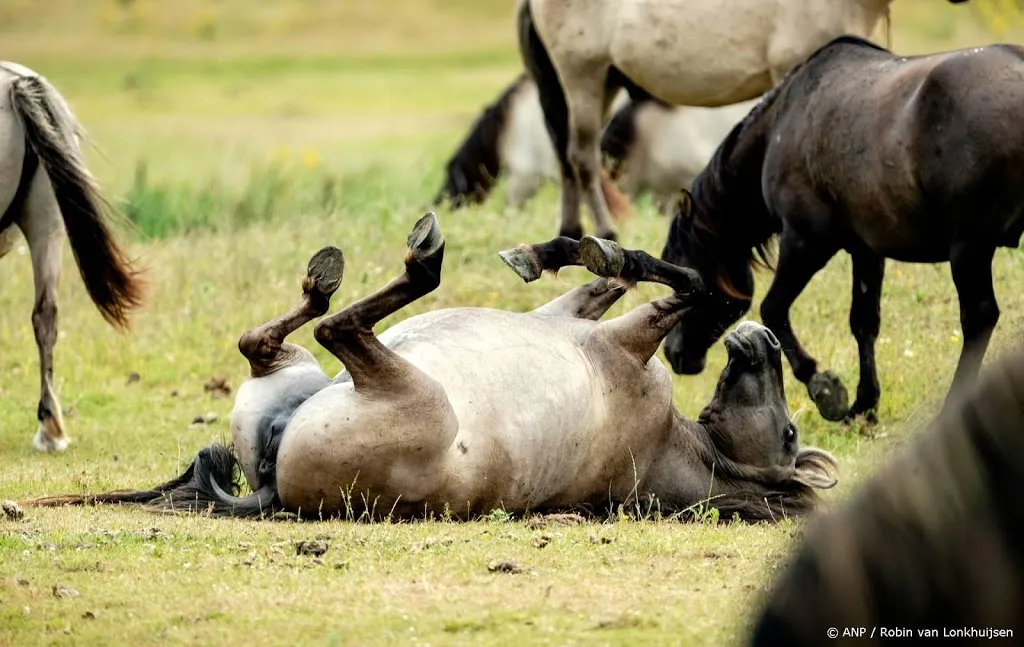 uitbraak besmettelijk griepvirus bij paarden1545539553