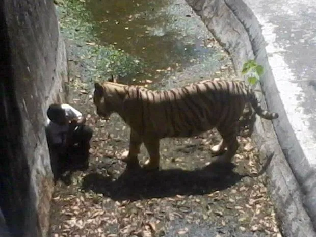 v2 white tiger