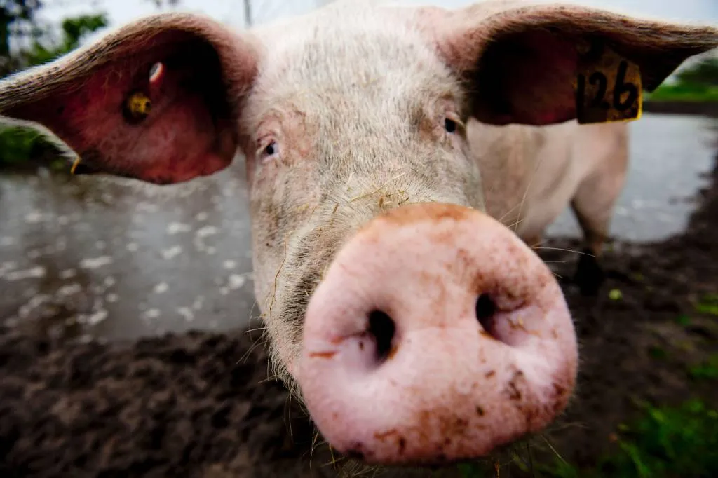 veel varkensleed bij productie parmaham1522062730