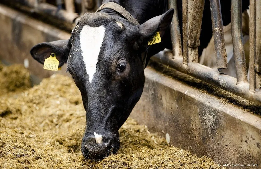 verwaarloosde runderen van melkveehouderij geeuthanaseerd1692975398