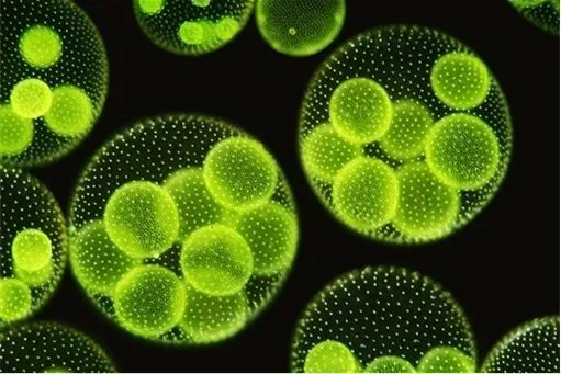 virus causes stupidity green algae