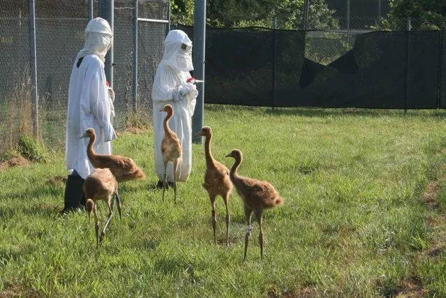 whooping cranes costumesjpg638x0 q80 crop smart