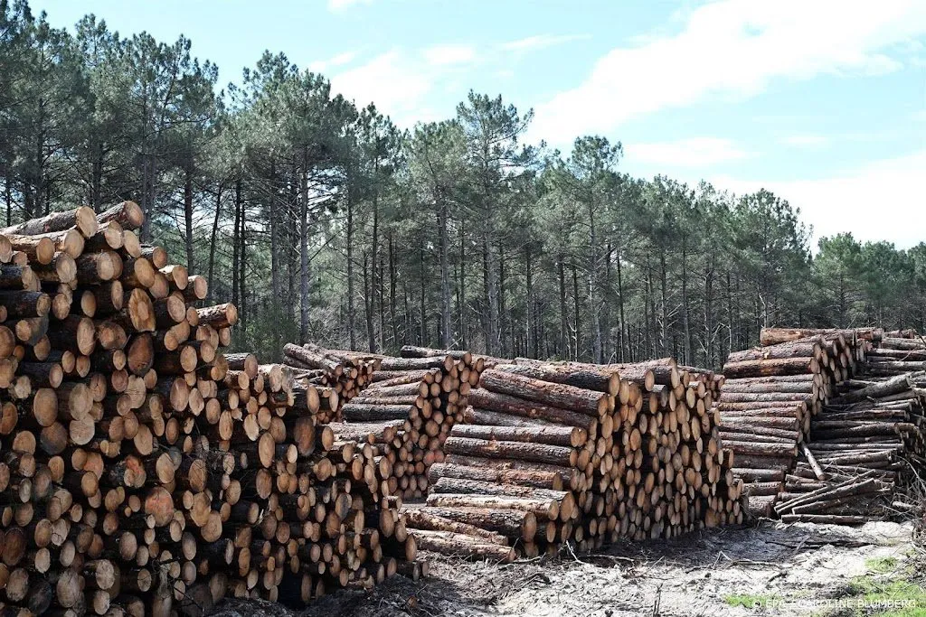 wwf ontbossing neemt nog toe ondanks beloftes wereldleiders1698106600