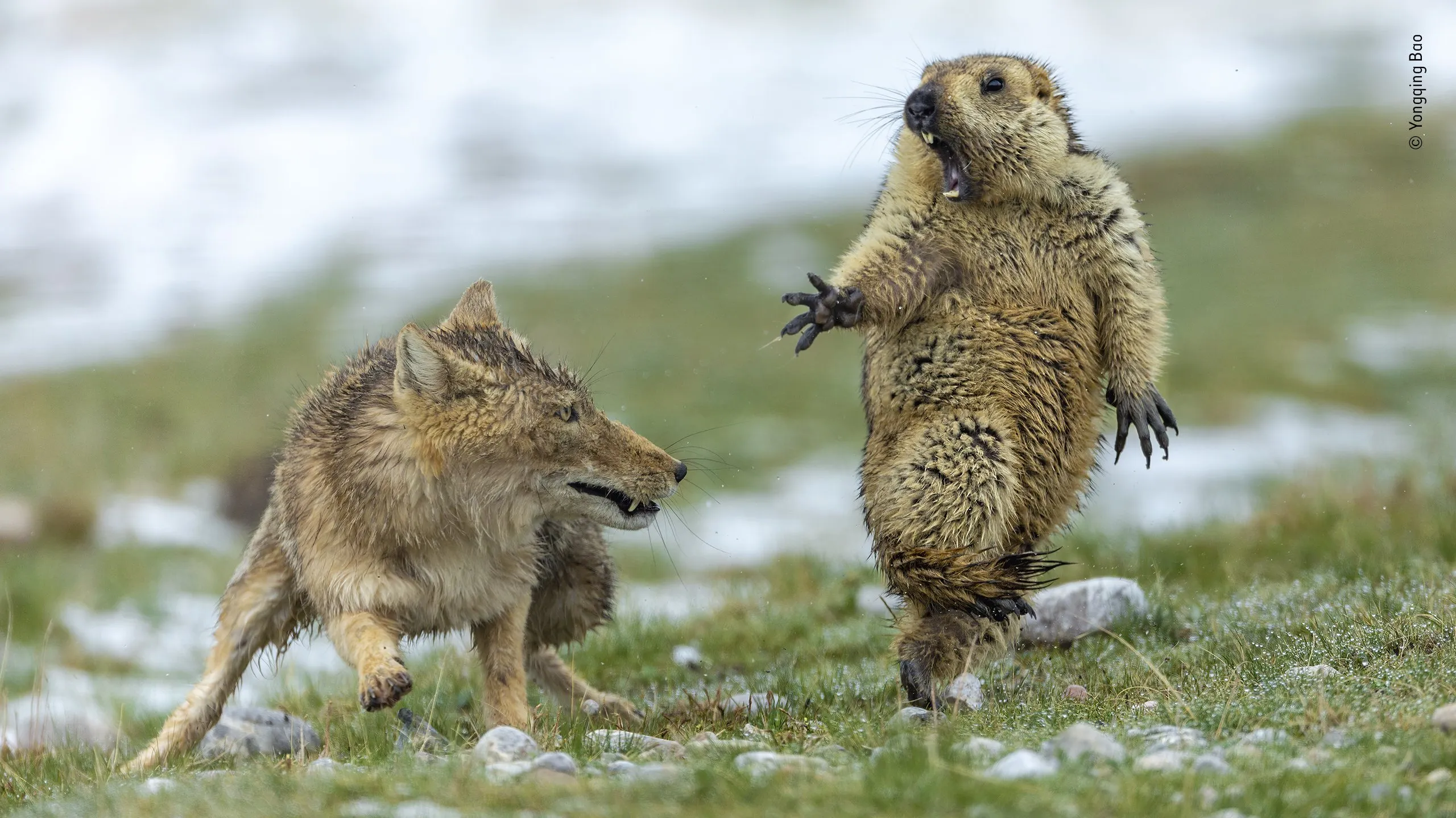 yongqing bao wildlife photographer of the year 1 1