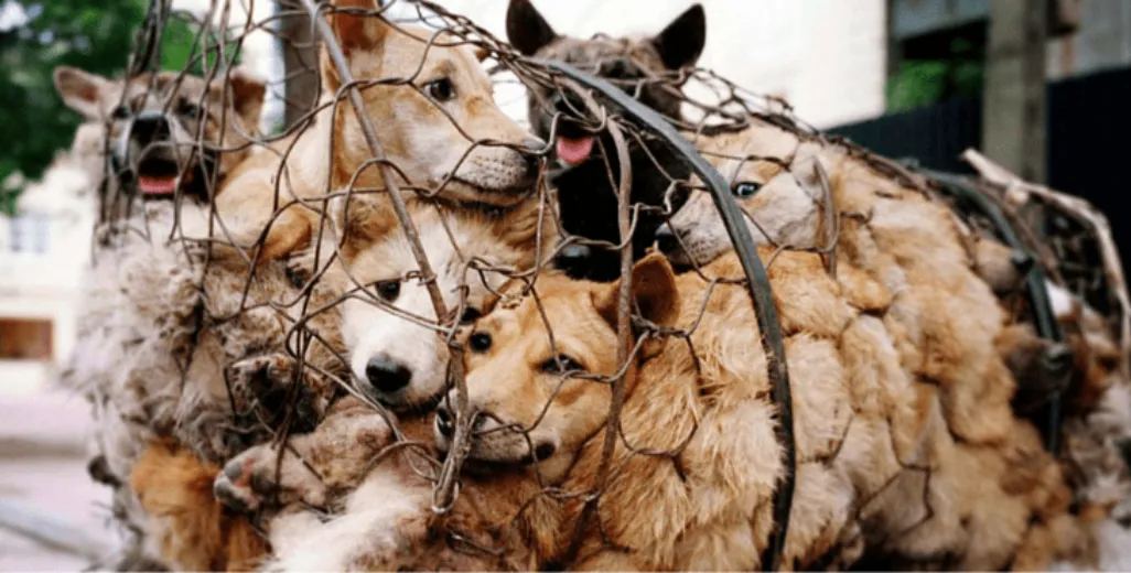 yulin dog meat cover