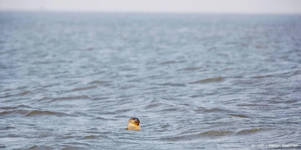 zeehond via de amstel op weg naar zee1561308254