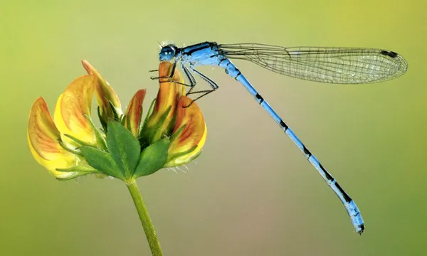 zou een libelle mij echt kunnen zien op grabbits