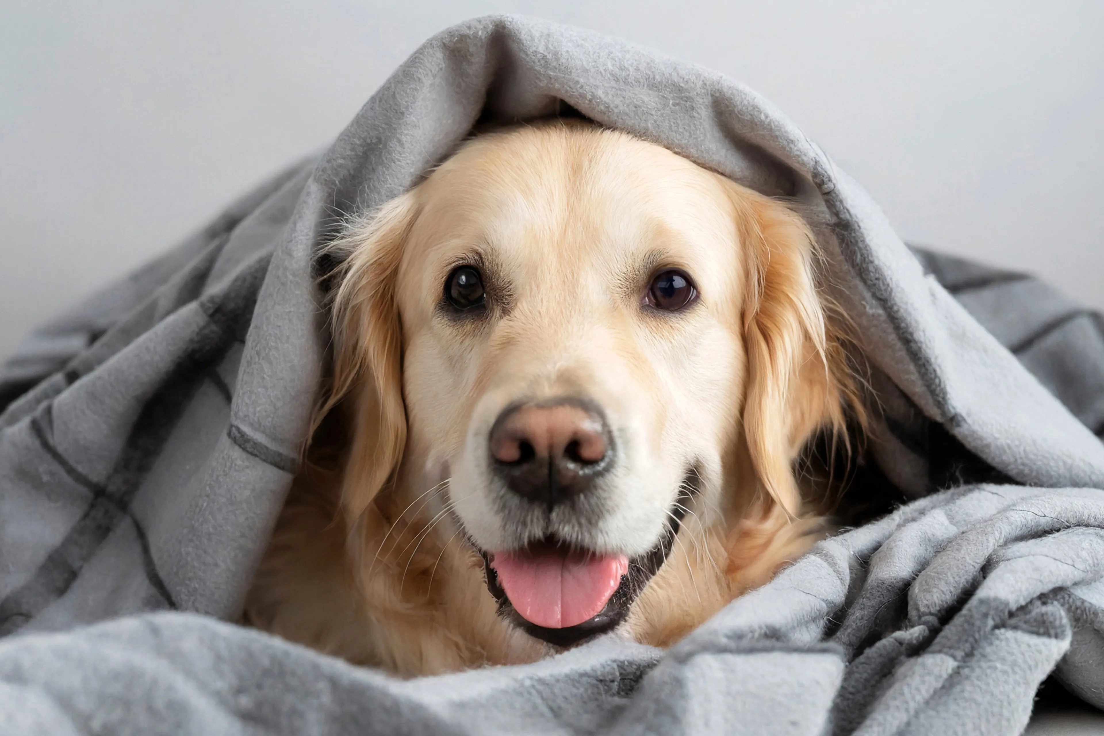 shutterstock 2518270739