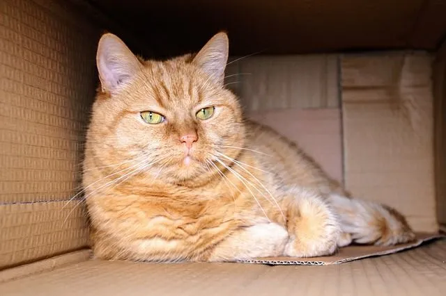 oude kat in doos