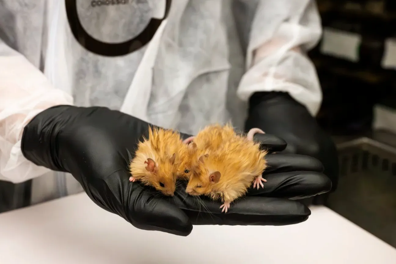 mice2