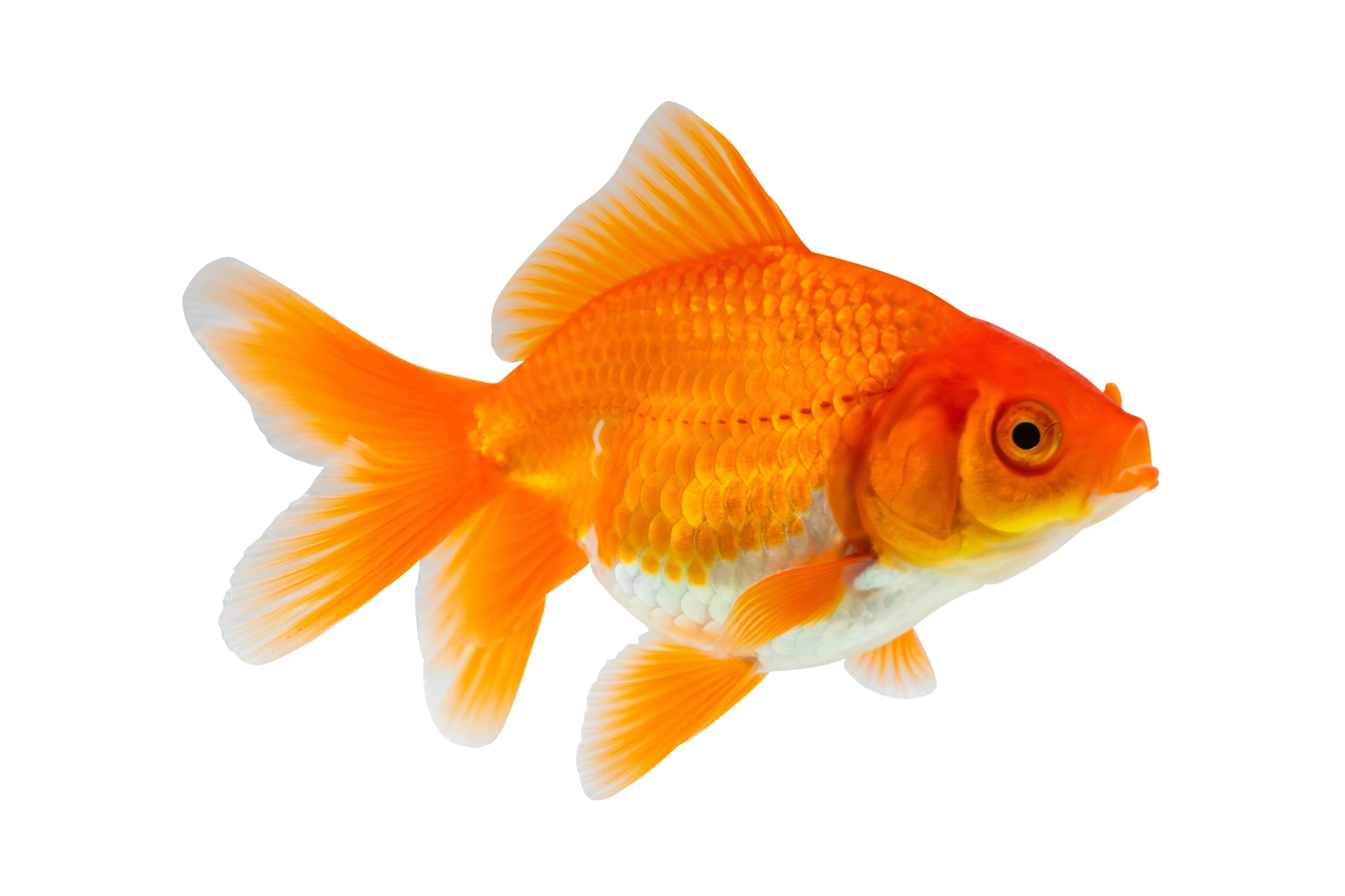 shutterstock 2408410825