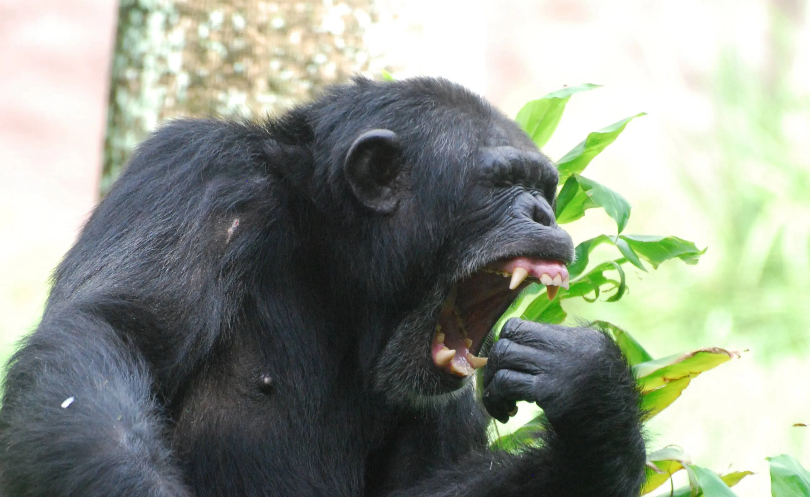chimp