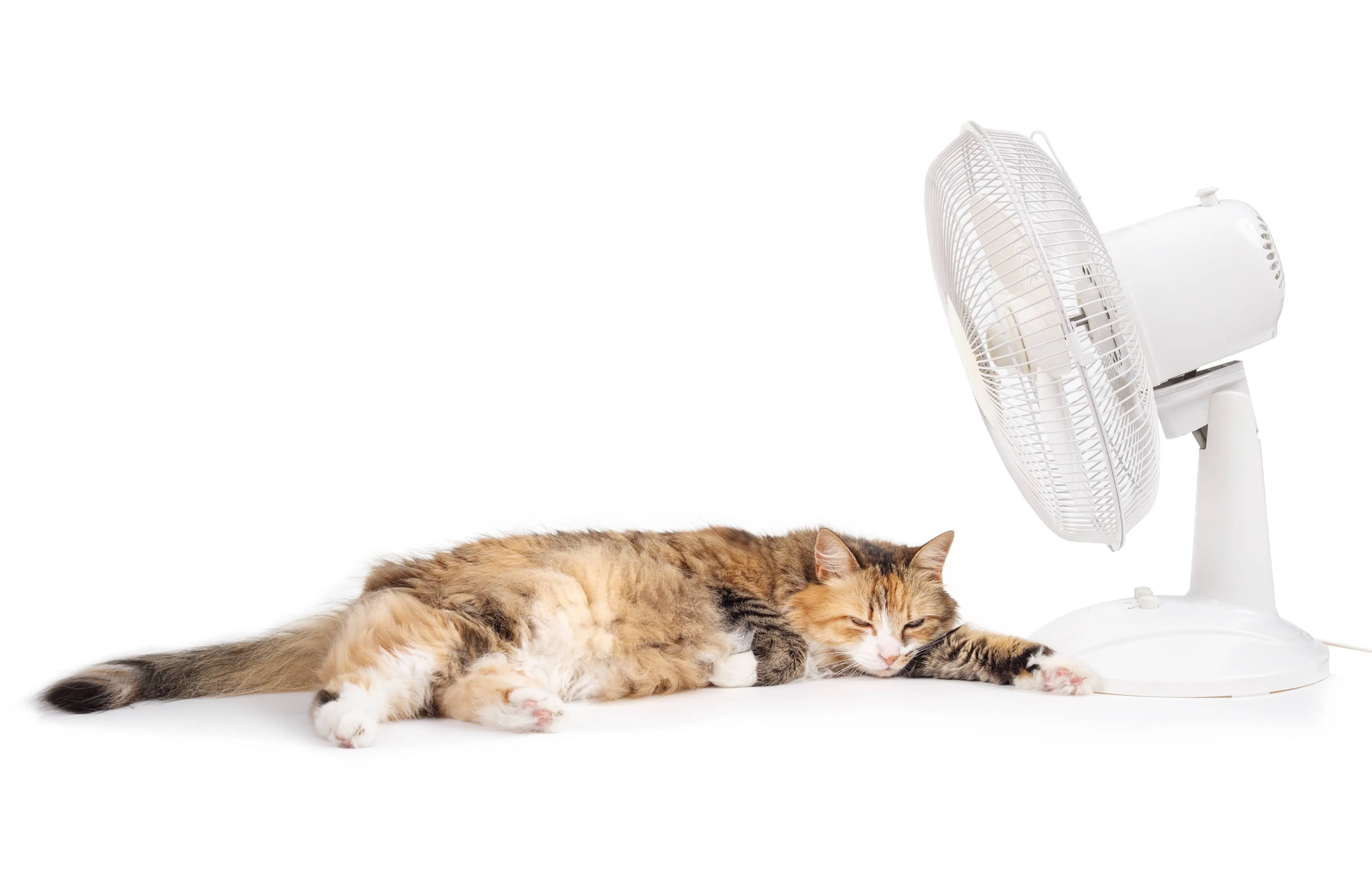 shutterstock_2497169175