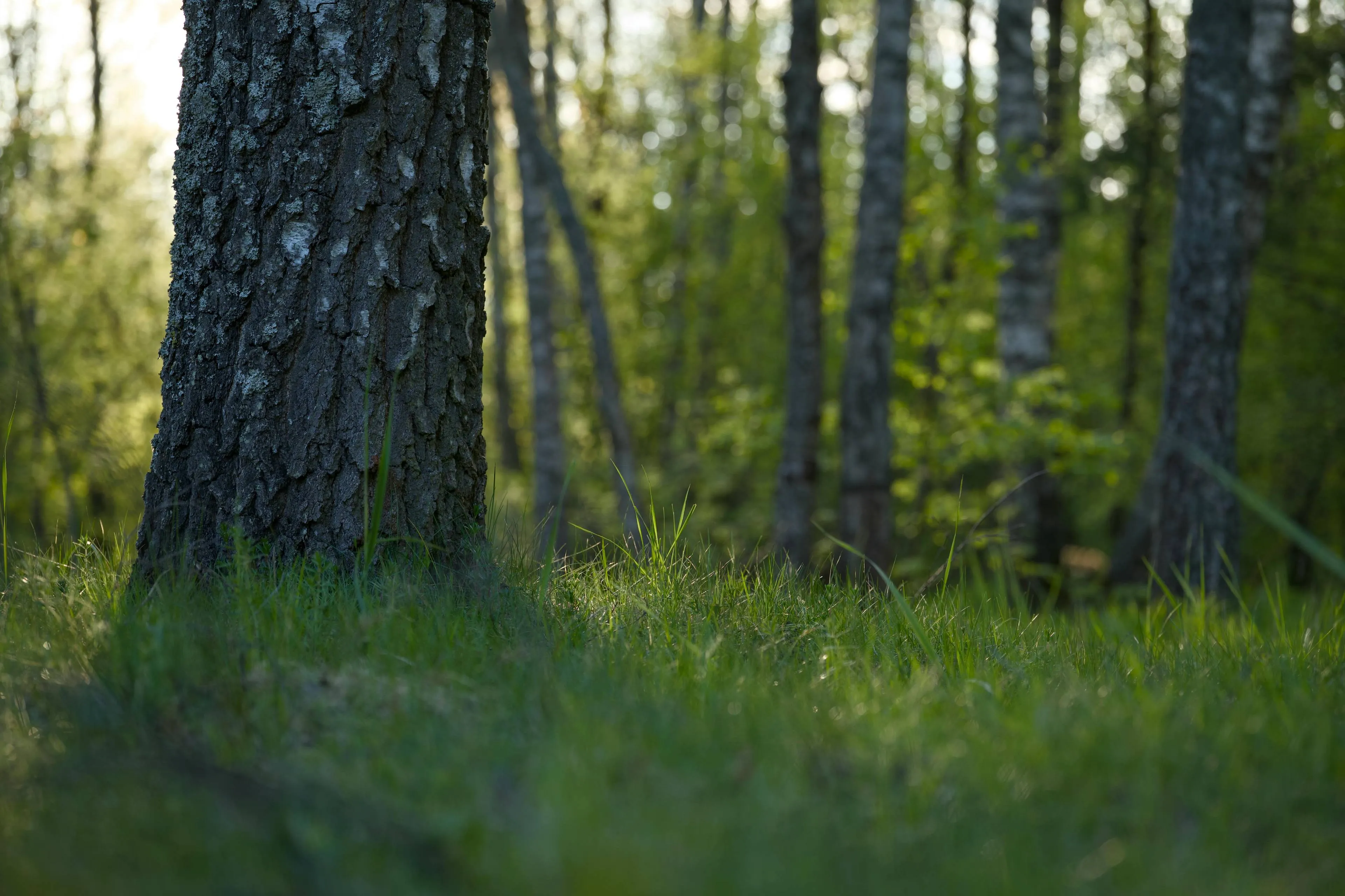 pexels-lauripoldre-24260344