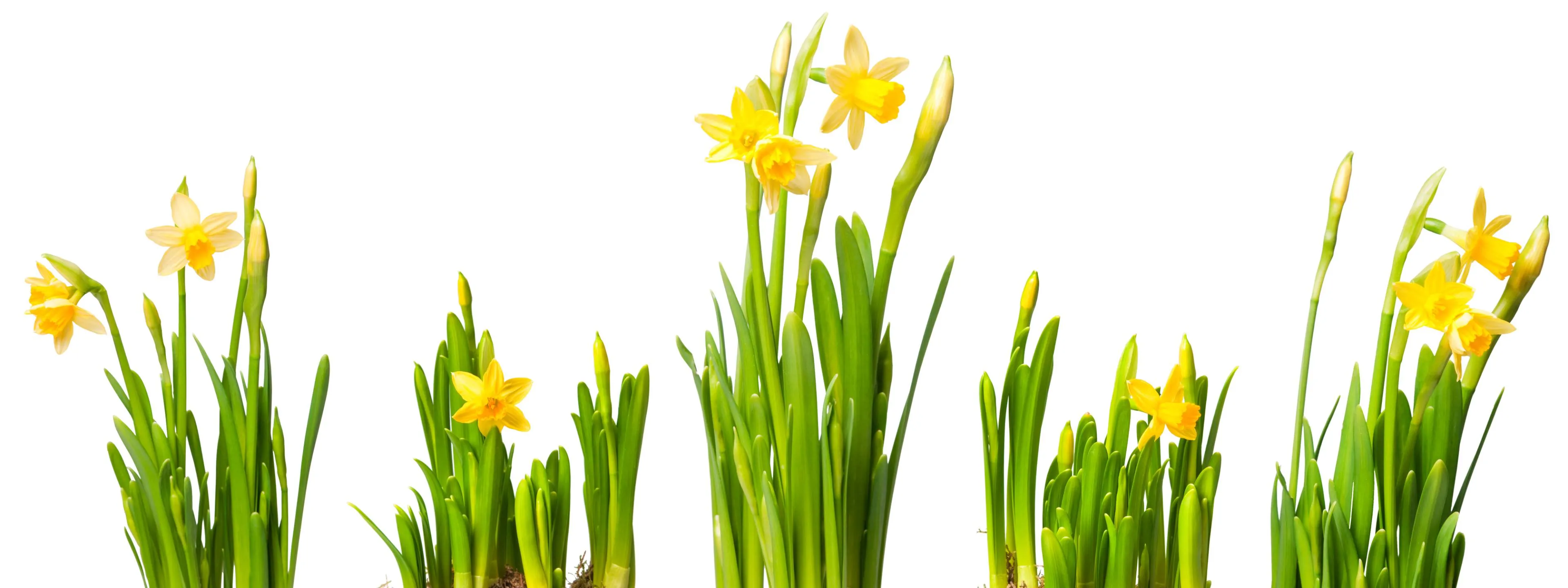 shutterstock_69593092