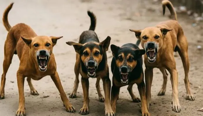 stray-dogs-report-1