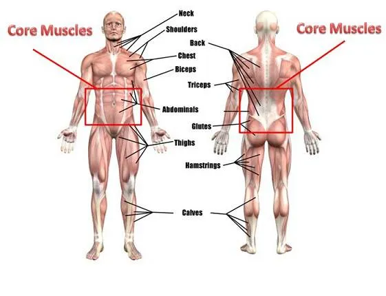 core-muscles-image