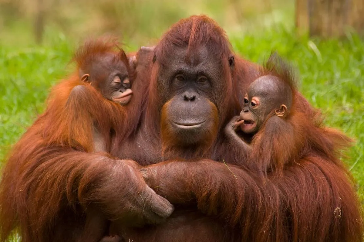 moeder-orang-oetan-met-babys