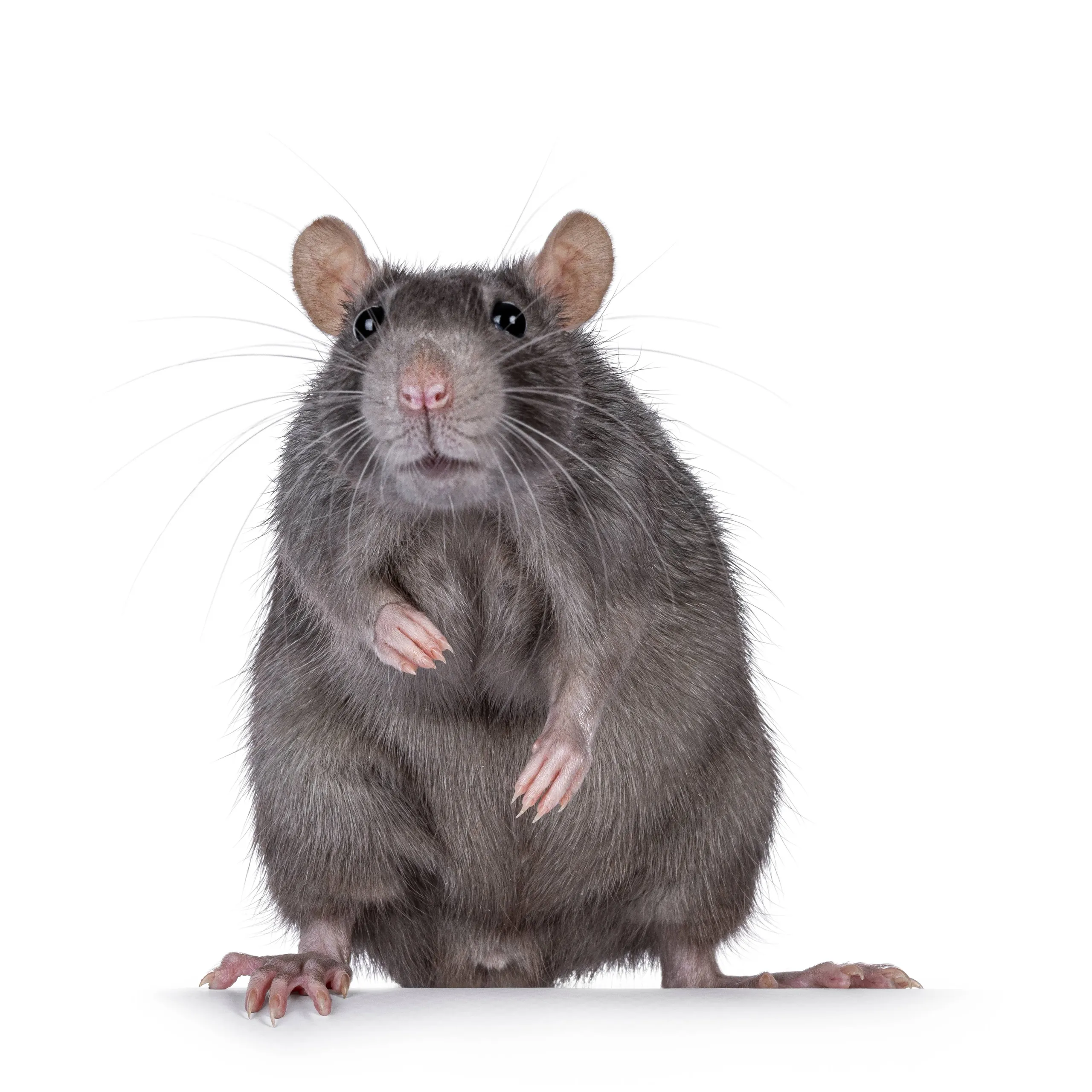 shutterstock_2515952667
